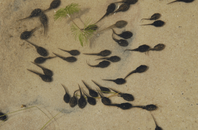 tadpoles