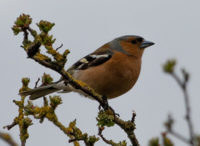 picture of chaffinch on a tree branch