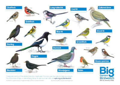 RSPB British garden birds' poster - in full colour.