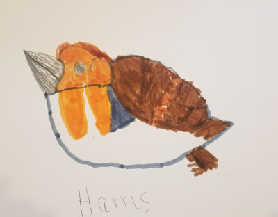 Drawing of a robin by a child from Aberdeenshire