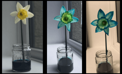Daffodil Magic